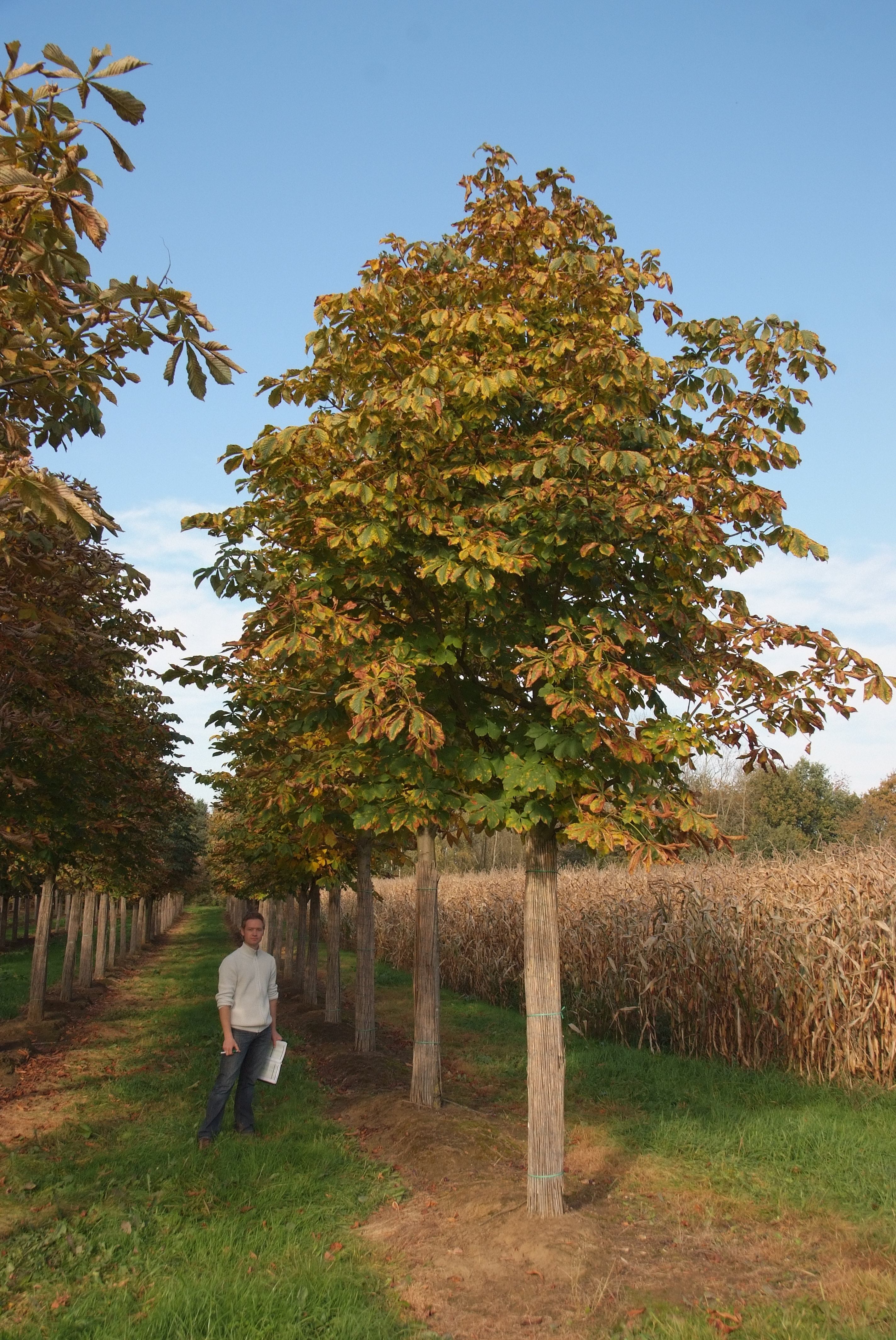 ცხენისწაბლა - ბაუმანი